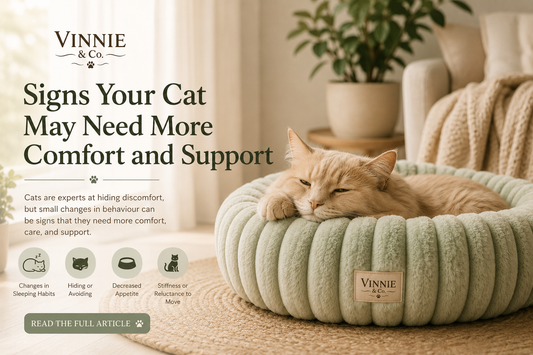 Signs Your Cat May Need More Comfort and Support